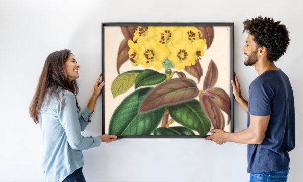 L’Illustration horticole