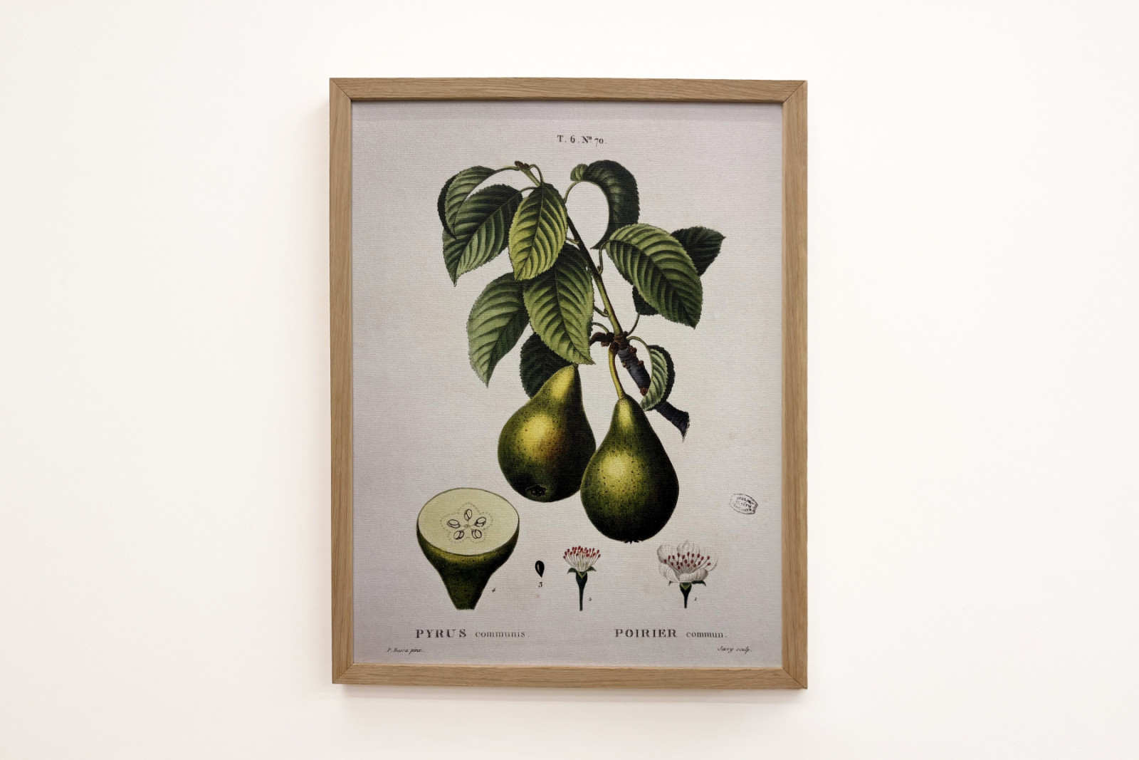 Poirier - in Nouveau Duhamel du Monceau ou traité des arbres et arbustes que le culture en France, figuren volgens de tekeningen van P.J. Redoute en P. Bessa, Parijs - Pierre Joseph (after) Redoute