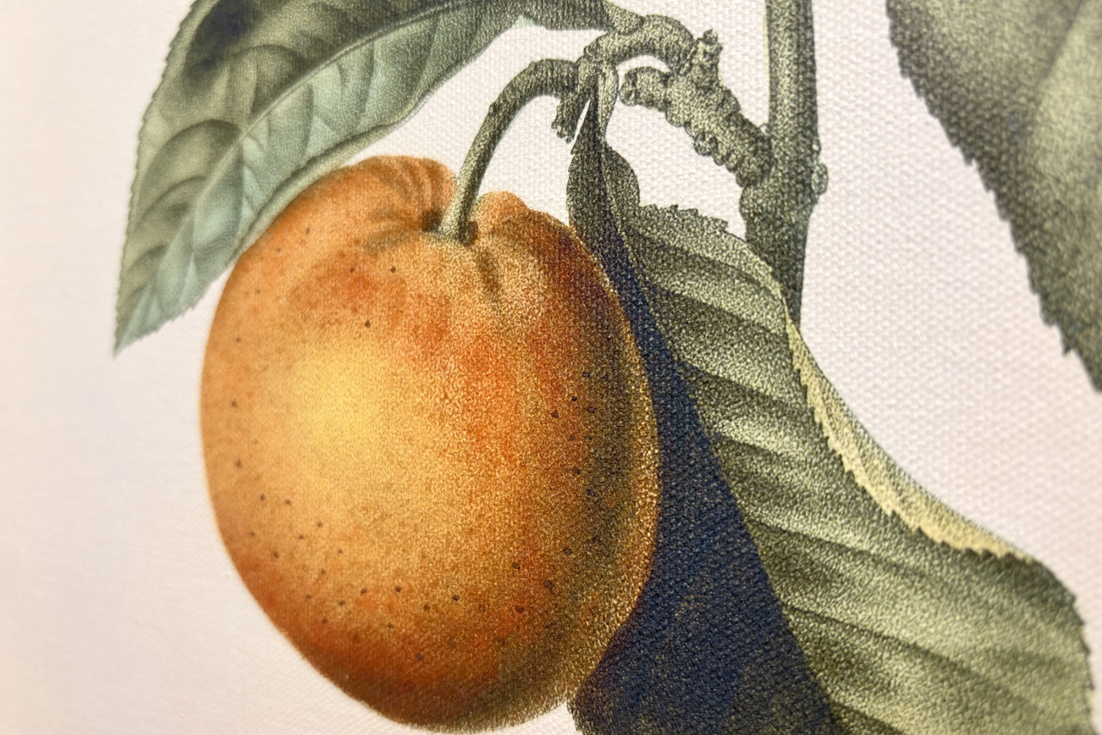 Bittere sinaasappel (Citrus aurantium) met violette vrucht door Pierre Joseph Redouté (1759-1840) - Pierre-Joseph Redouté