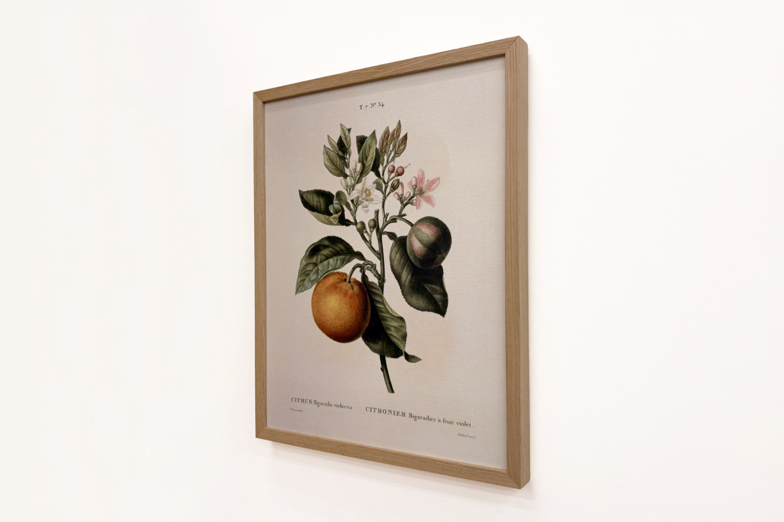 Bittere sinaasappel (Citrus aurantium) met violette vrucht door Pierre Joseph Redouté (1759-1840) - Pierre-Joseph Redouté