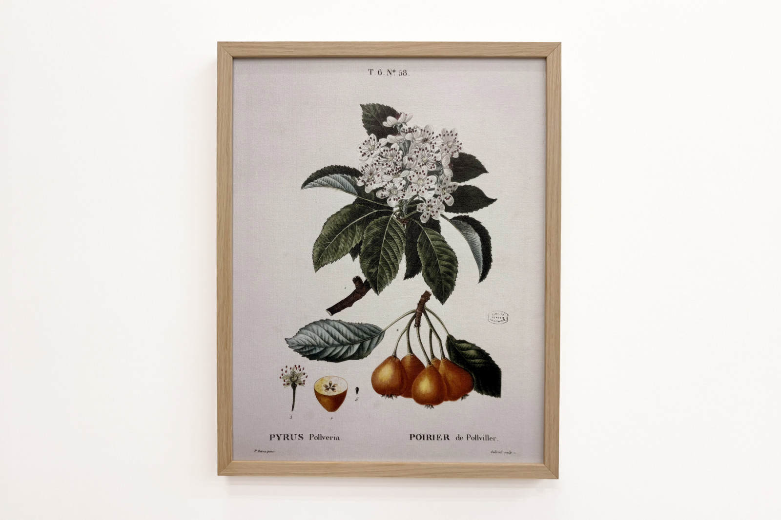 Poirier de Pollviller - in “Nouveau Duhamel du Monceau ou traité des arbres et arbustes que le culture en France”, figuren volgens de tekeningen van P.J. Redoute en P. Bessa, Parijs - Pierre Joseph (after) Redoute