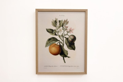 Bittere sinaasappel (Citrus aurantium) met violette vrucht door Pierre Joseph Redouté (1759-1840)