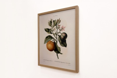 Bittere sinaasappel (Citrus aurantium) met violette vrucht door Pierre Joseph Redouté (1759-1840)