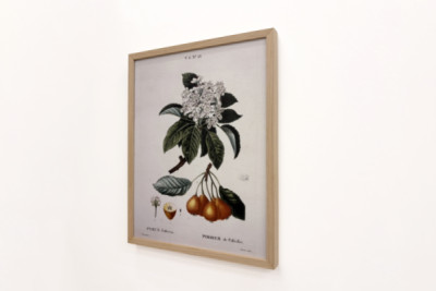 Poirier de Pollviller - in “Nouveau Duhamel du Monceau ou traité des arbres et arbustes que le culture en France”, figuren volgens de tekeningen van P.J. Redoute en P. Bessa, Parijs