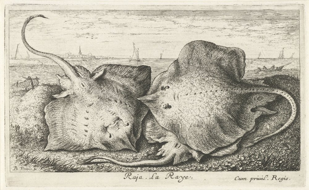 Drie roggen op het strand door Albert Flamen