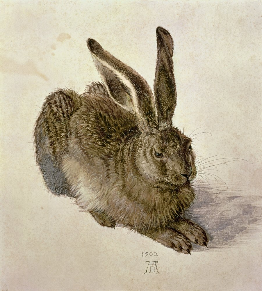 Jonge haas door Albrecht Dürer