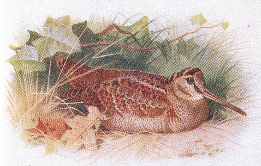 Houtsnip, uit Vogels van de Britse Eilanden en hun eieren, uitgegeven door Frederick Warne & Co Ltd, 1958 door Archibald Thorburn