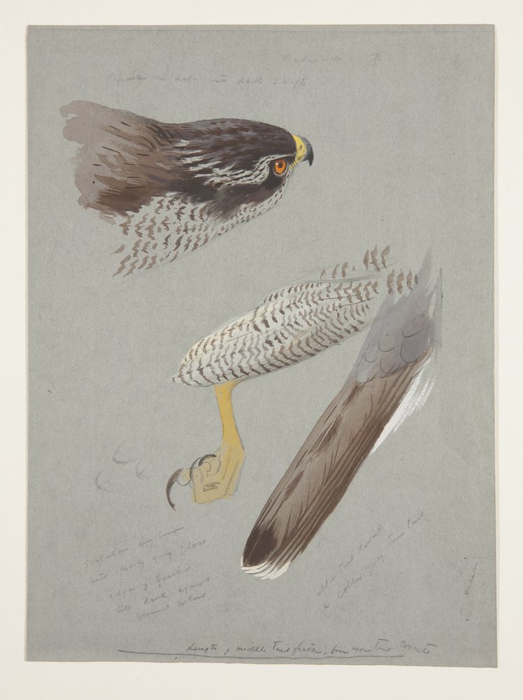 Studies van kop, voet en vleugel van mannelijke havik, c.1915 door Archibald Thorburn