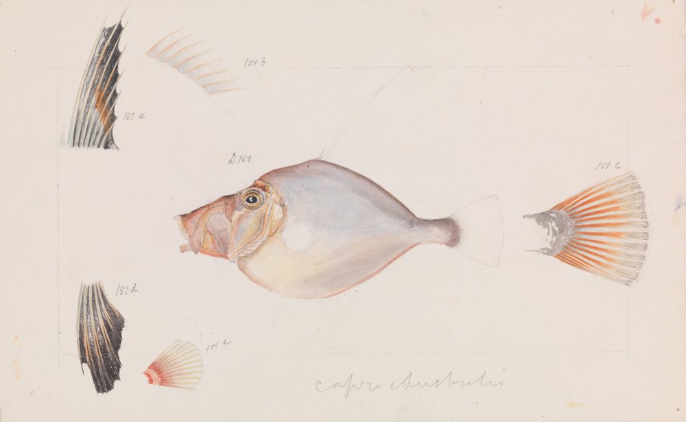 Zilveren Dory, Cyttus australis | Arthur Bartholomew