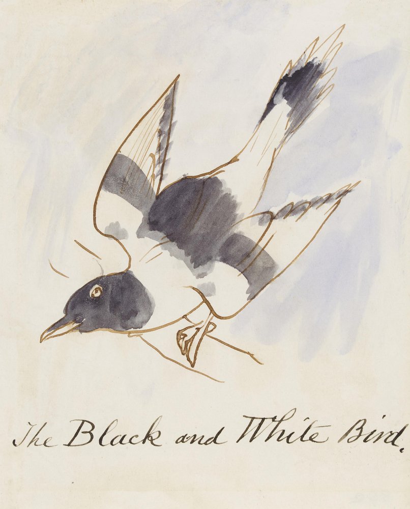 De Zwart-Witte Vogel, uit Zestien Tekeningen van Komische Vogels