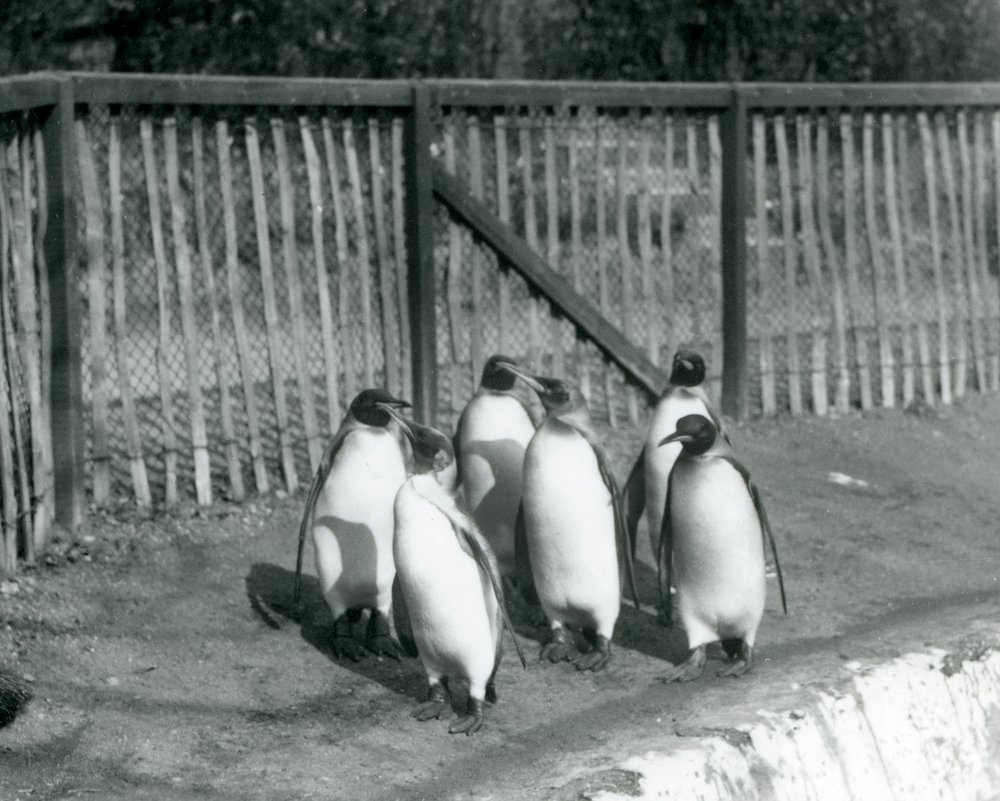 Zes Koningspinguïns wandelend naast hun zwembad in London Zoo in 1927 door Frederick William Bond