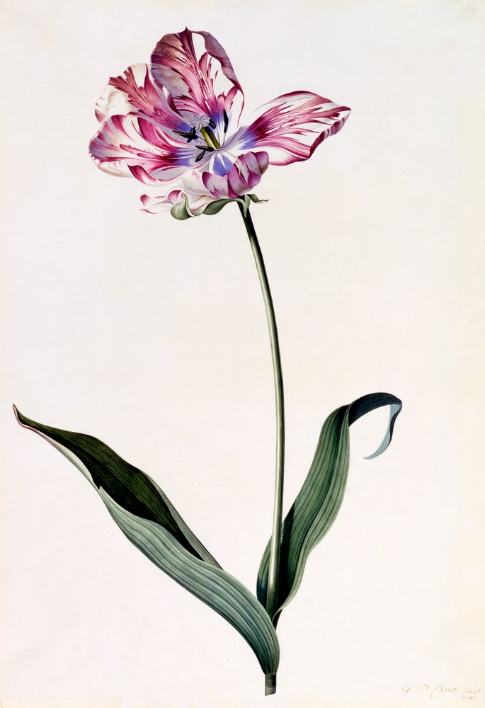 Tulp, ca. 1745 handgekleurde gravure door "Georg Dionysius Ehret
