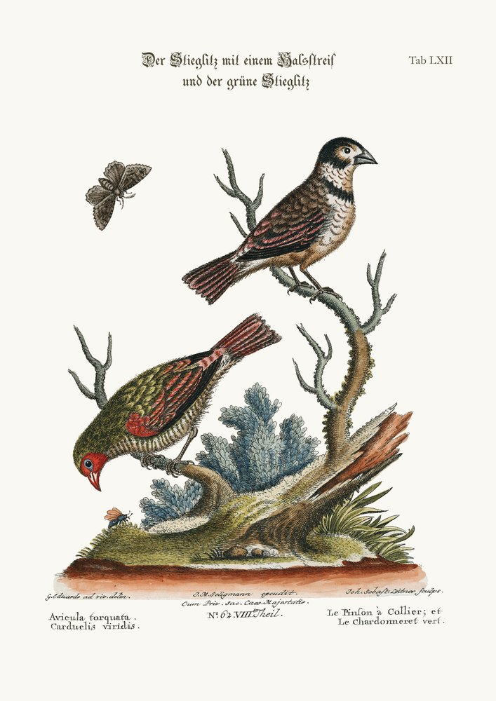 De Gekraagde Vink en de Groene Goudvink, 1749-73