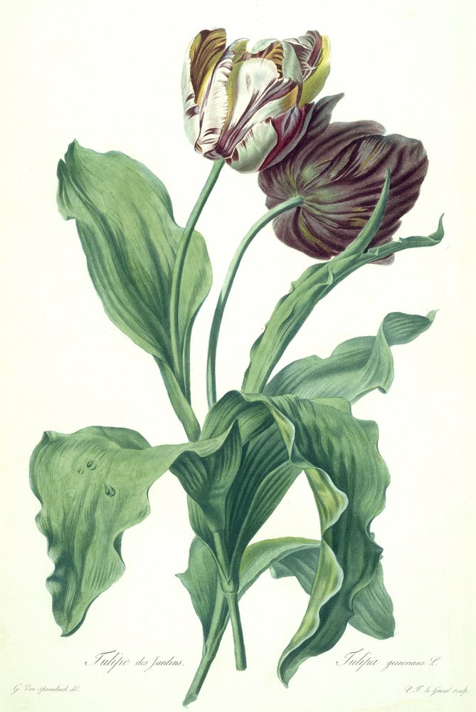 Tuintulp, uit 'Opera Botanica', gegraveerd door Le Grand, gepubliceerd ...