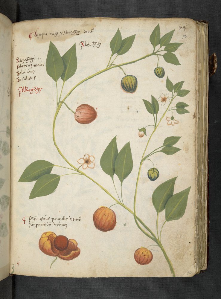 Add MS 41623 'Een kruidenboek', Belluno (inkt & kleur op perkament) door Italian School