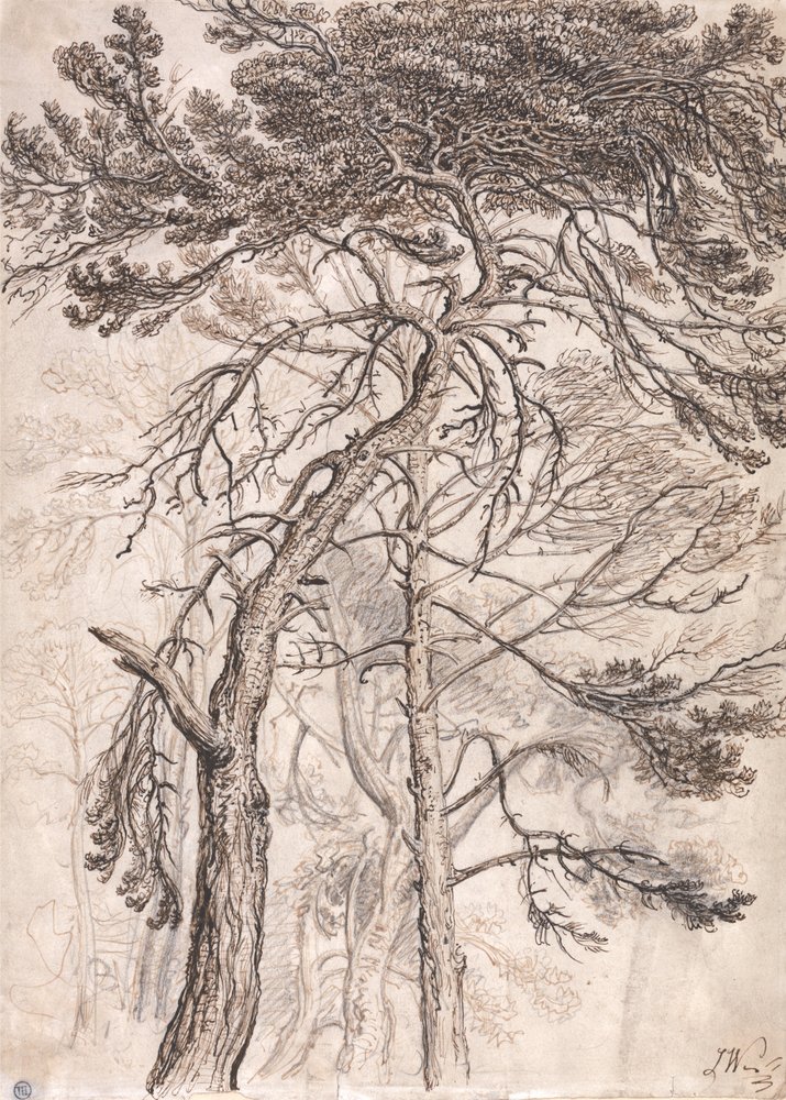 Studie van Bomen door James Ward