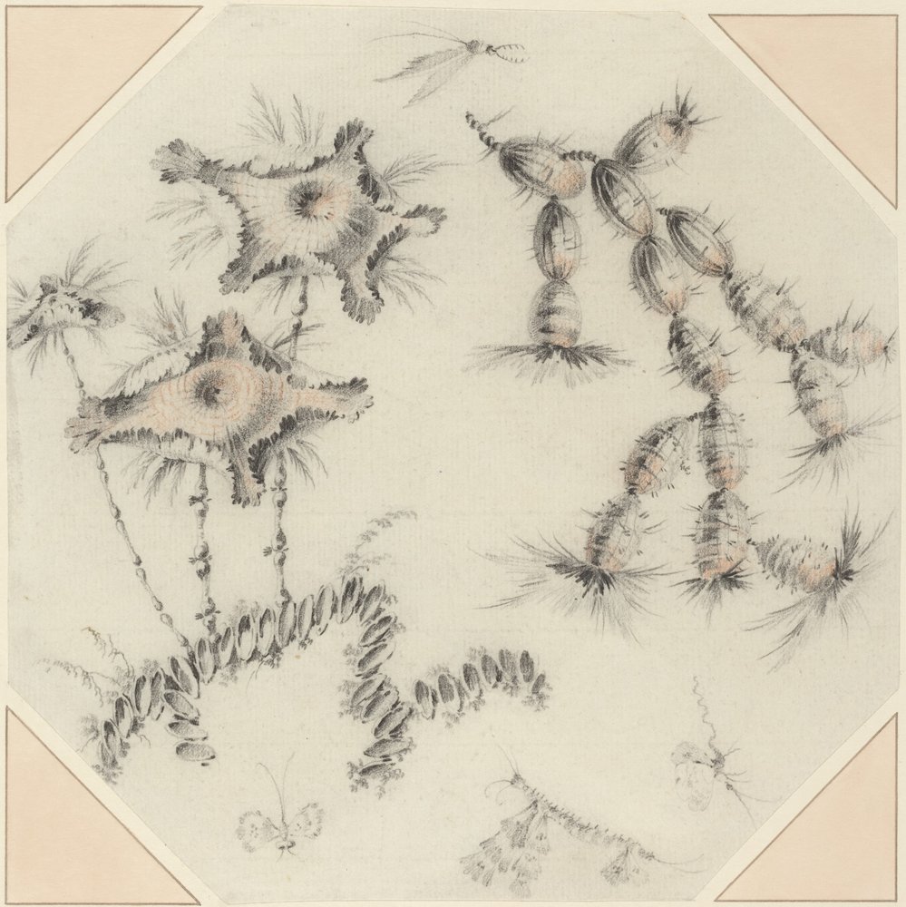 Bamboebloemen en cactussen (zwart en rood krijt op geschept papier)