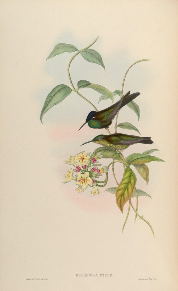Heliodoxa otero door John Gould
