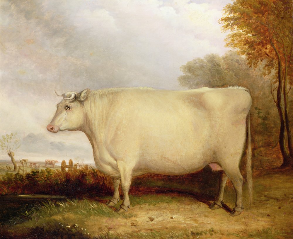Witte korthorenkoe in een landschap door John Vine