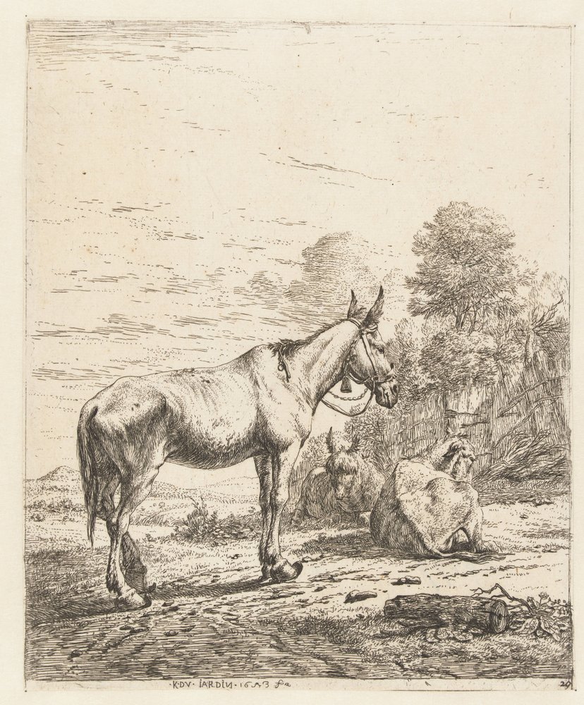 Muilezel met bel aan halster en twee liggende ezels