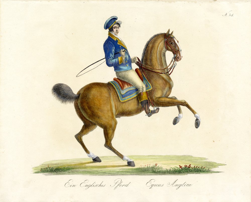 Het Engelse paard (print) door Karl Joseph Brodtmann