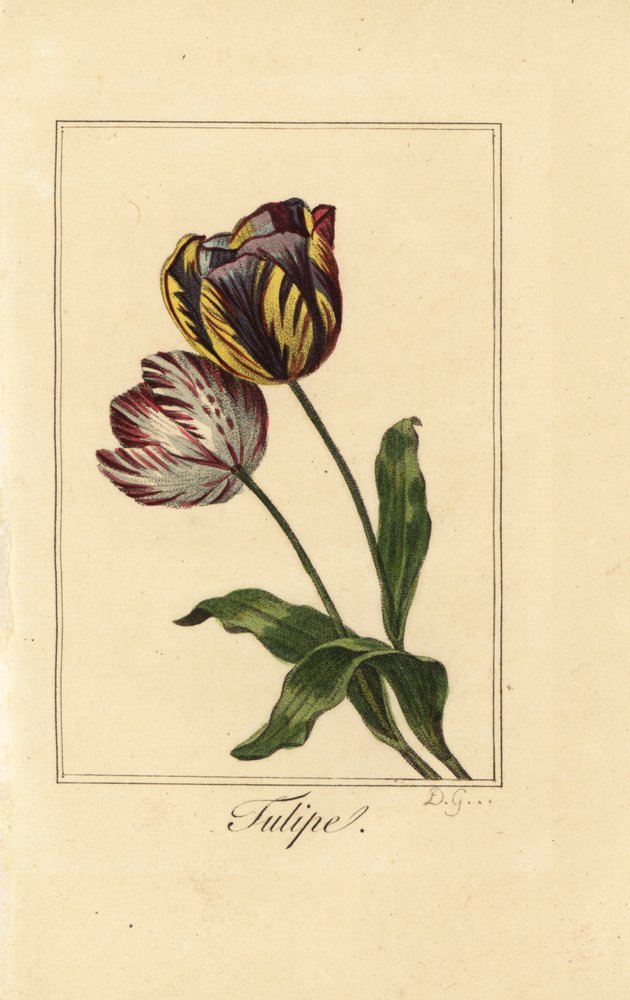 Variëteiten van tulp, Tulipa gesneriana door Pancrace (after) Bessa