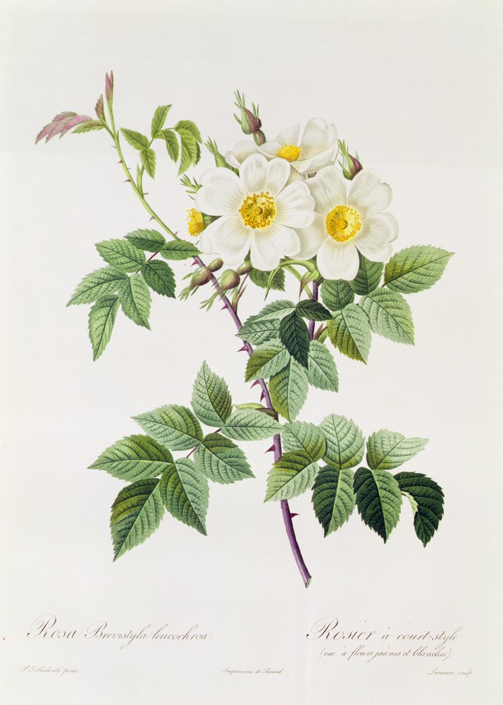 Rosa Brevistyla Leucochroa door Pierre-Joseph Redouté