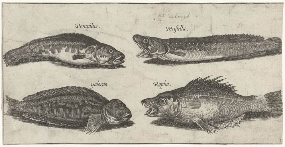 Gaffelkabeljauw, tandbaars, gehoornde slijmvis en een zwarte vis; Vissen (serietitel); Piscivm vivae icones (serietitel) door Pierre Firens