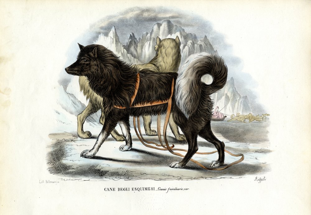 Inuit sledehond, 1863-79 door Raimundo Petraroja