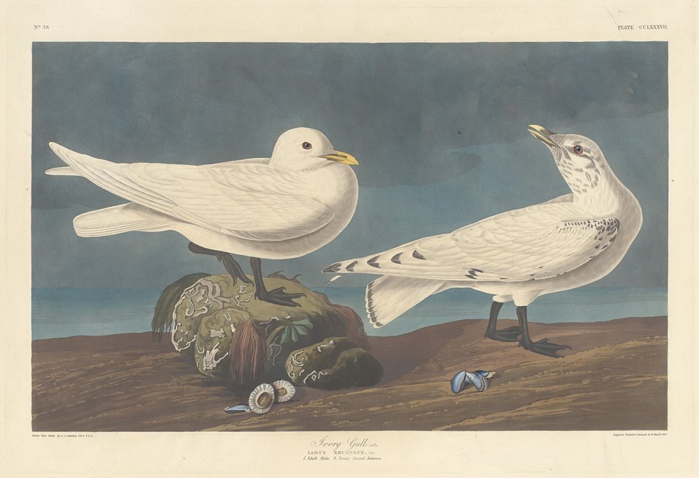 Ivoormeeuw door Robert Havell after John James Audubon