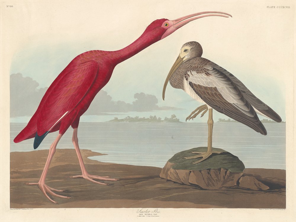 Rode ibis | Robert Havell after John James Audubon