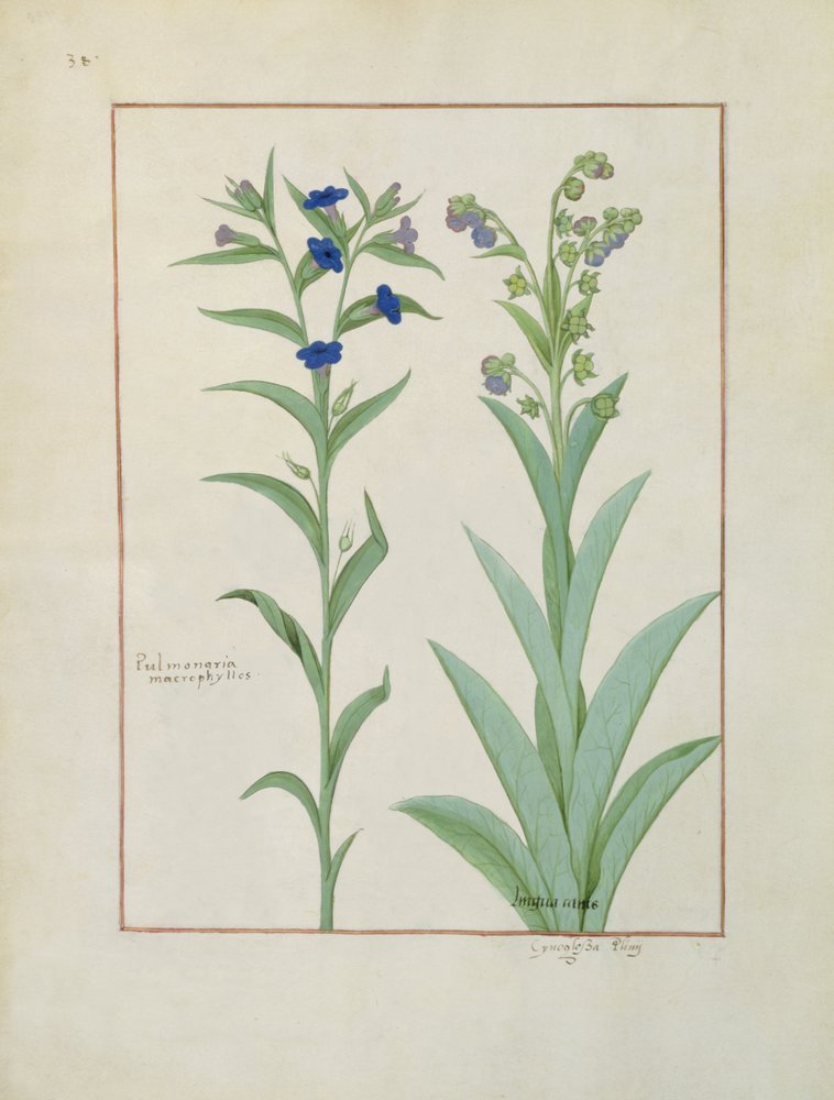 Longkruid en Longkruid, illustratie uit Het Boek der Eenvoudige Geneesmiddelen, door Mattheaus Platearius door Robinet Testard