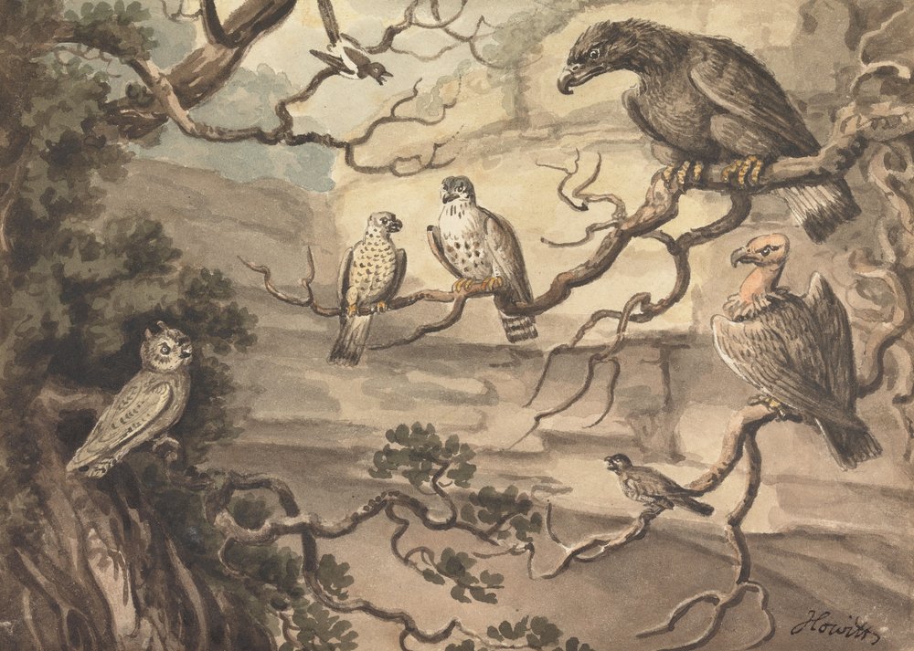 Een uil, een adelaar, twee valken, een gier en andere vogels in bomen door Samuel Howitt