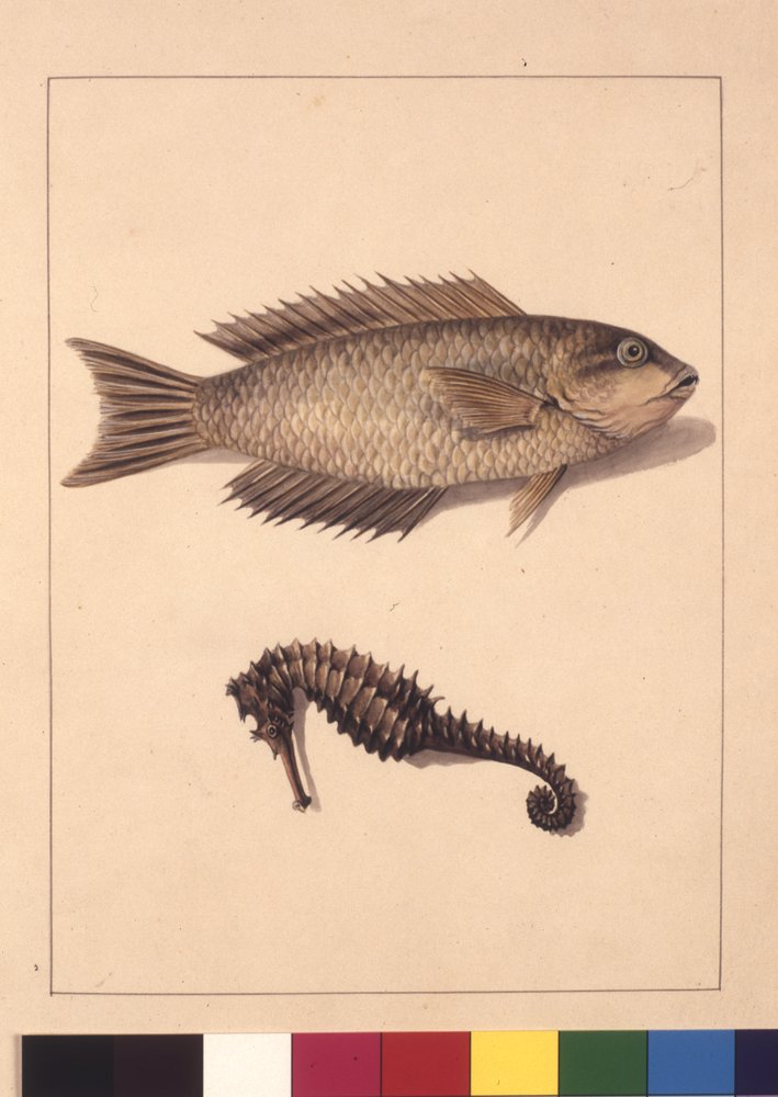 Pagina 2. Cyprinaceous Labrus en Hippocampus. Nu bekend als Wrasse of ...