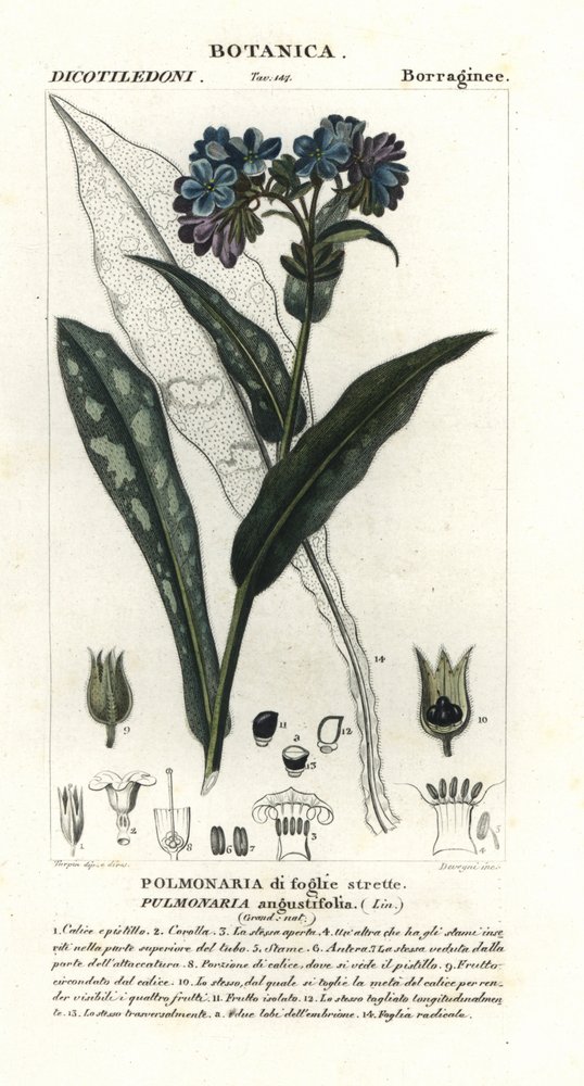 Smalbladig longkruid, Pulmonaria angustifolia door Stanghi Stanghi