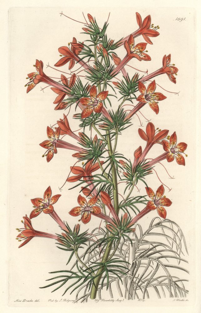Gilie een coronope blad of Ipomopside elegante