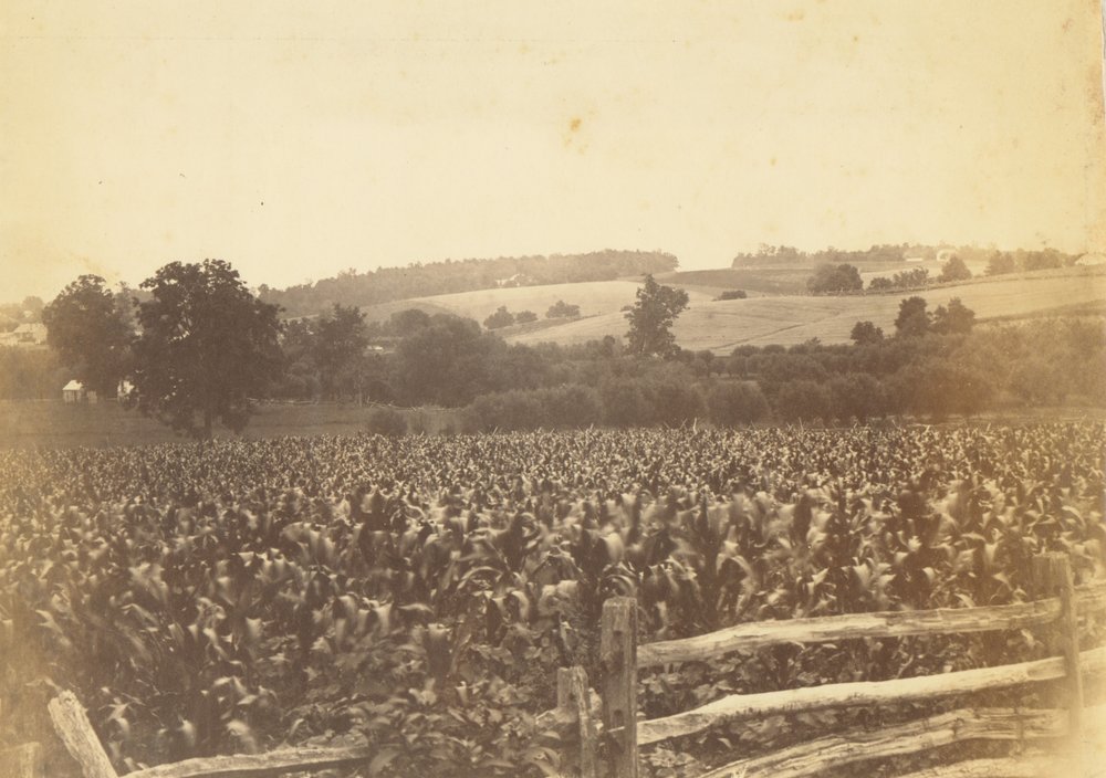 [Cornfield, Avondale, PA] door Thomas Eakins