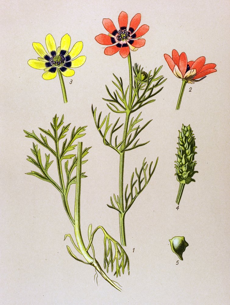 Botanische plaat. Giftige en medicinale plant: zomeradonis (Adonis aestivalis) door Unbekannter Künstler