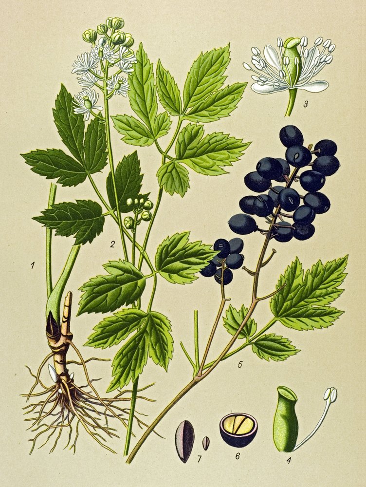 Botanische plaat, giftige en medicinale plant: zomeradonis (Adonis aestivalis) door Unbekannter Künstler