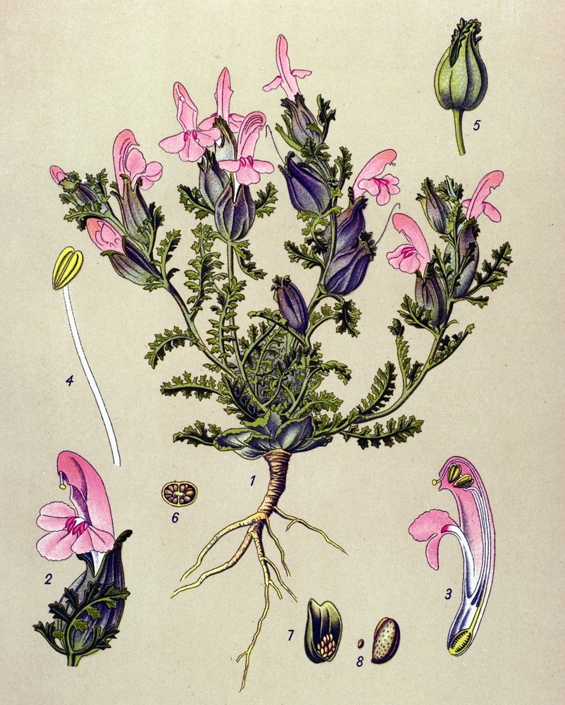 Botanisch bord, plant: boskartelblad (Pedicularis sylvatica). door Unbekannter Künstler