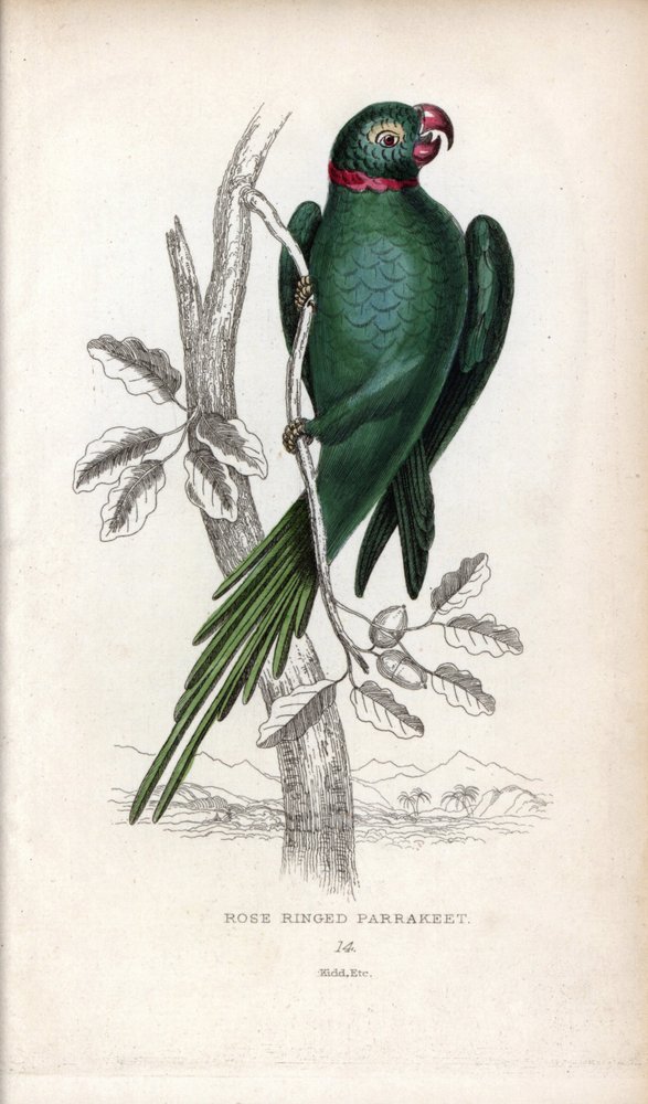 Halsbandparkiet. Lithografie van Joseph Kidd, gebaseerd op een tekening van John Audubon, in Miscellany of Natural History: Parrots, Sir Thomas DiK Lauder en Captain Thomas Brown, gepubliceerd in Edinburgh, Schotland, in 1833 door Unbekannter Künstler