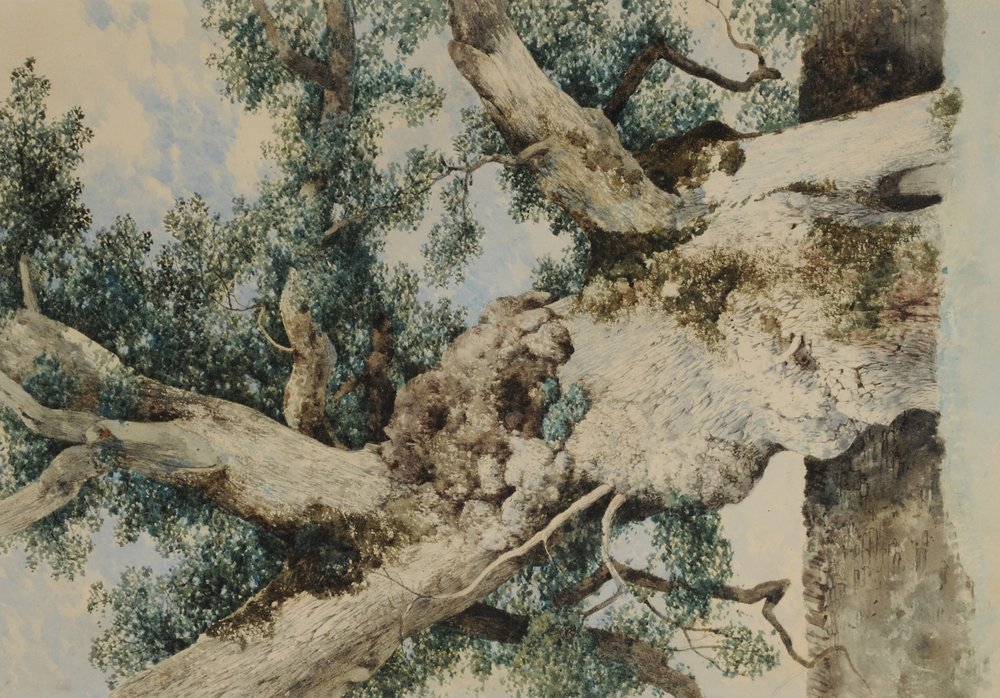 Studie voor Boom in De Rookery | William James Blacklock
