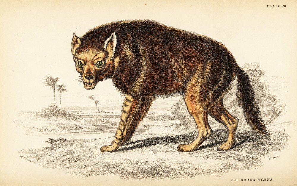Bruine hyena of strandwolf, Hyaena brunnea (Hyaena fusca) door William Home Lizars