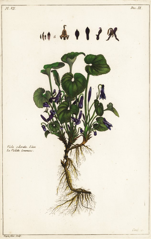 Zoet viooltje, Viola odorata, Linn door the Younger Dupin