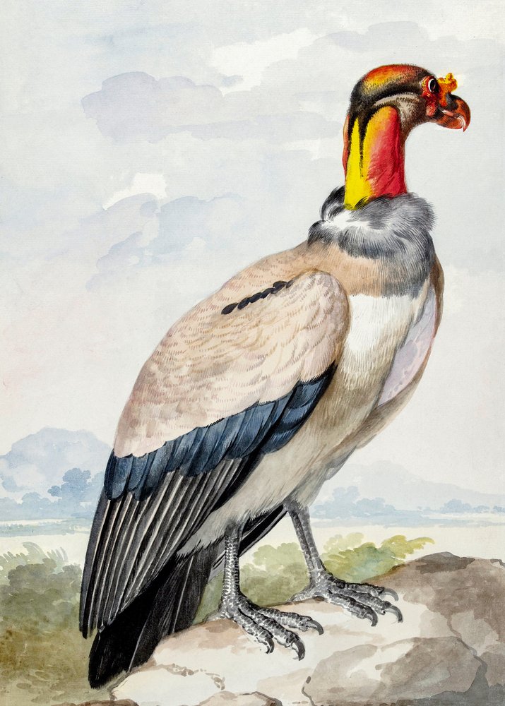 Steenloopvogel door Aert Schouman