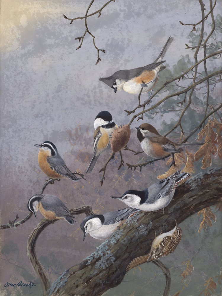 Vogelzaadmix van Allan Brooks door Allan Brooks