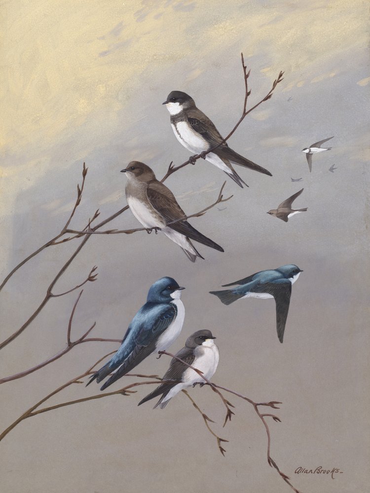 Swallow van Allan Brooks door Allan Brooks