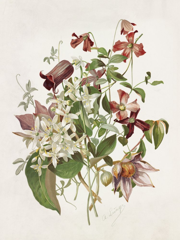 Clematis door Alois Lunzer