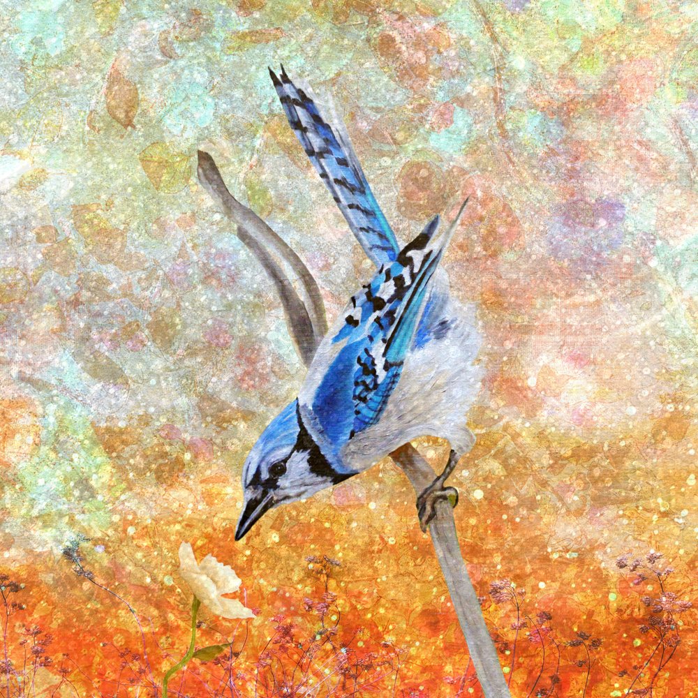 Nieuwsgierige blauwe gaai door Angeles M. Pomata