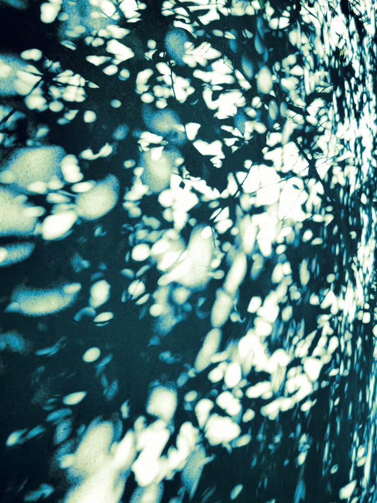 Abstracte bladschaduwen door Angelo Cerantola